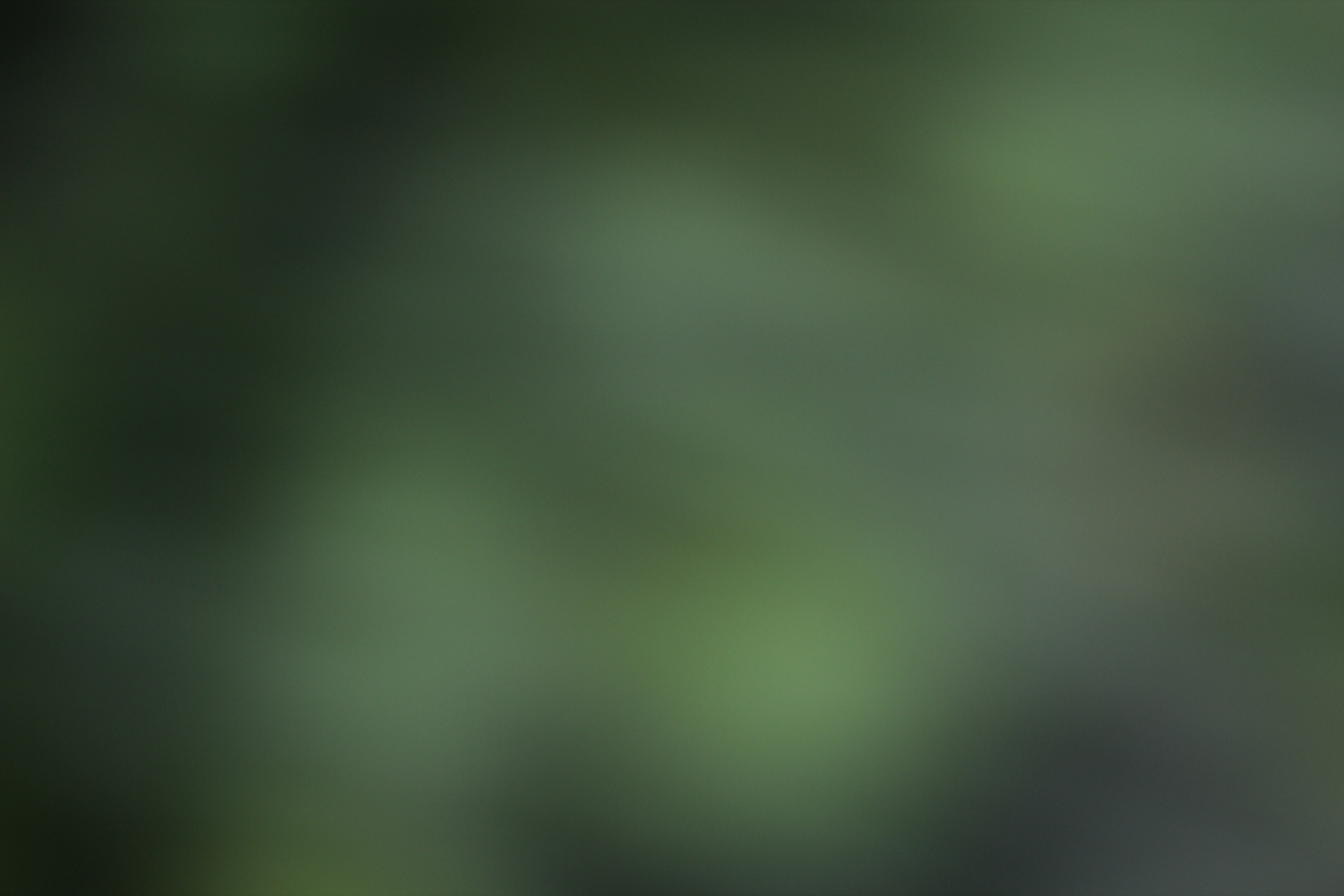 blur nature foliage